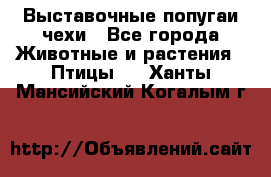 Выставочные попугаи чехи - Все города Животные и растения » Птицы   . Ханты-Мансийский,Когалым г.